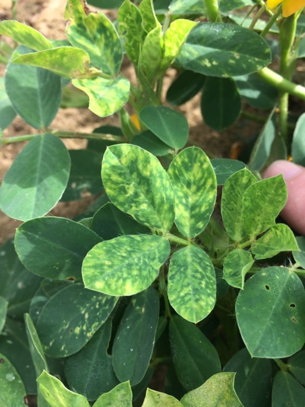 Typical symptoms of tomato spotted wilt early in the season, plants may be stunted and leaves with ring-spots and mottled appearance.  Later in the season, plants affected by tomato spotted wilt often show yellowing, wilt, and a necrotic taproot.