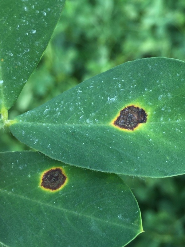 Early leaf spot, note sporulation on top of leaf.  The yellow halos encircling the spots are commonly observed; however they are not always present.