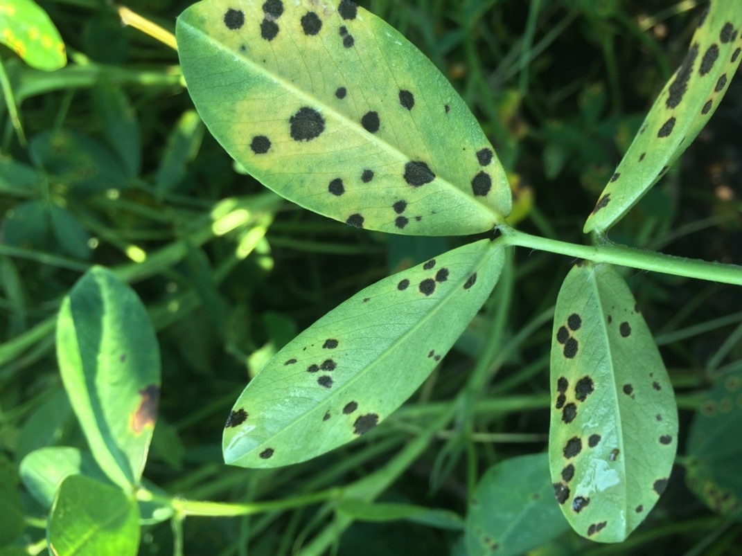Late leaf spot, note dark sporulation on the underside of the leaflets.
