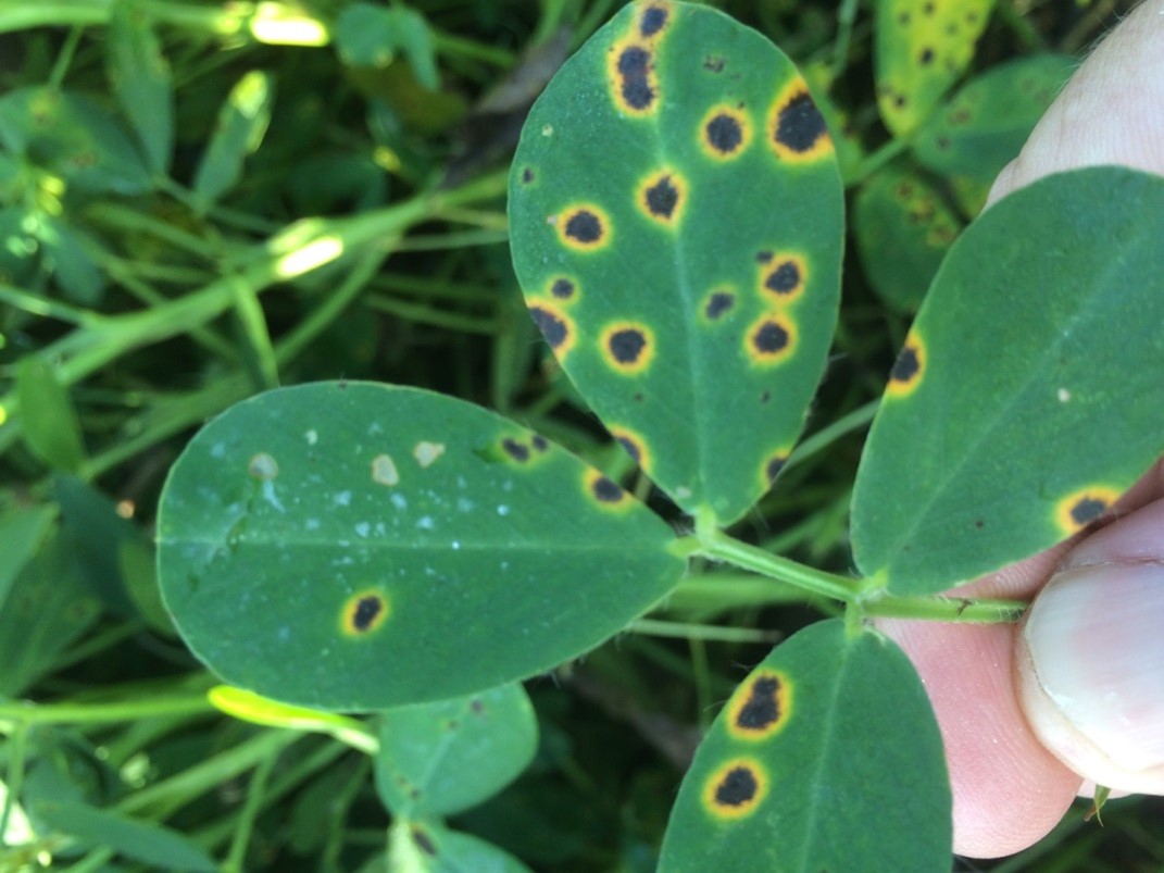 Late leaf spot, note the yellow halos around the dark spots.  Though yellow halos are more commonly observed on spots caused by early leaf spot, they can also occur with late lead spot.
