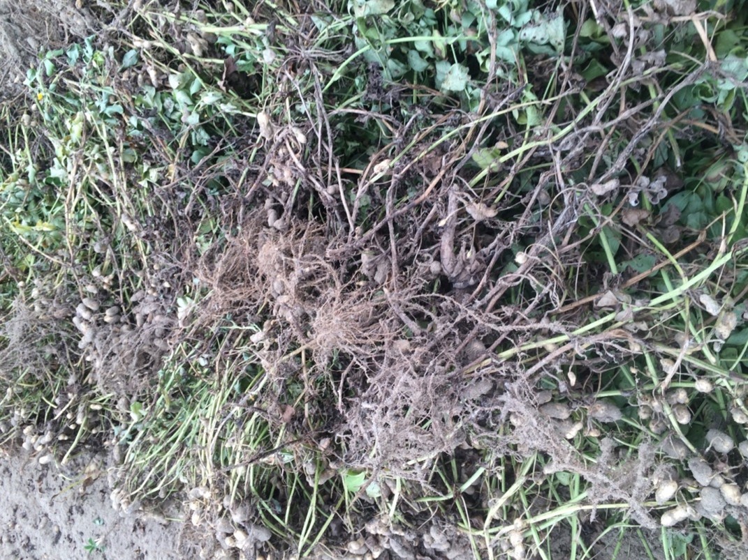 Damage from southern stem rot or “white mold”.  Note the complete loss of pods where the disease is severe.