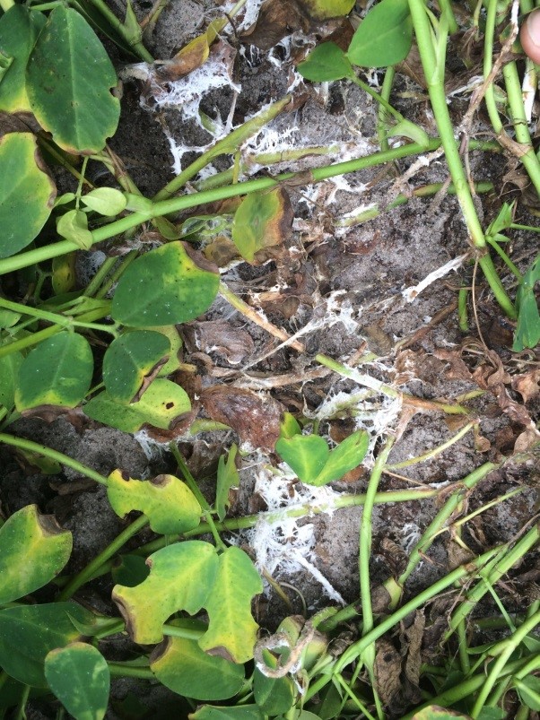 Southern stem rot or white mold Note the white fungal growth and stem lesions associated with this disease.